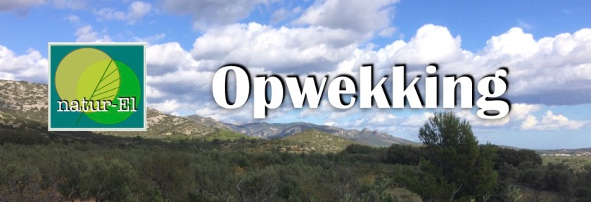 Opwekking